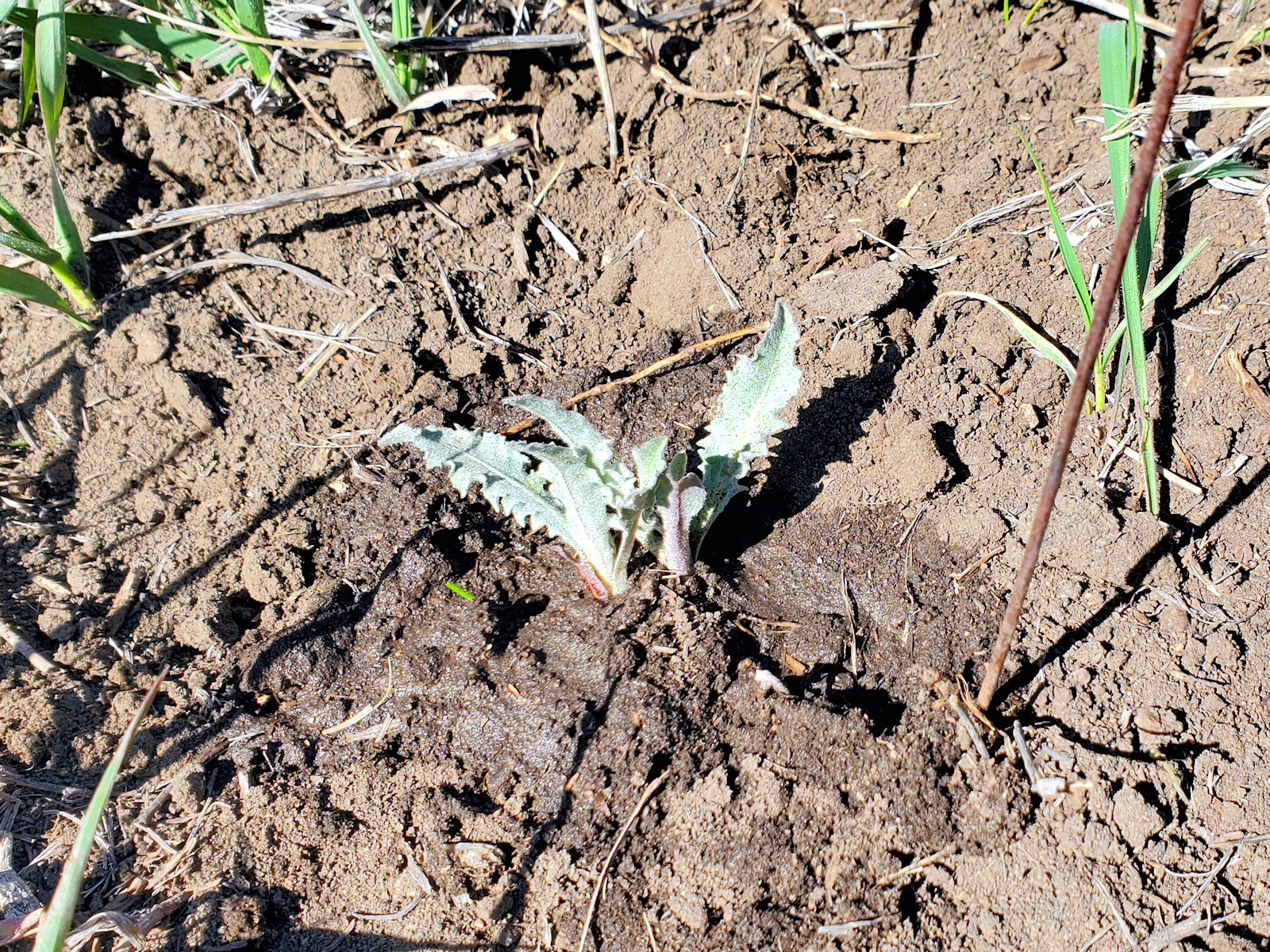 Asteraceae, Crepis occidentalis