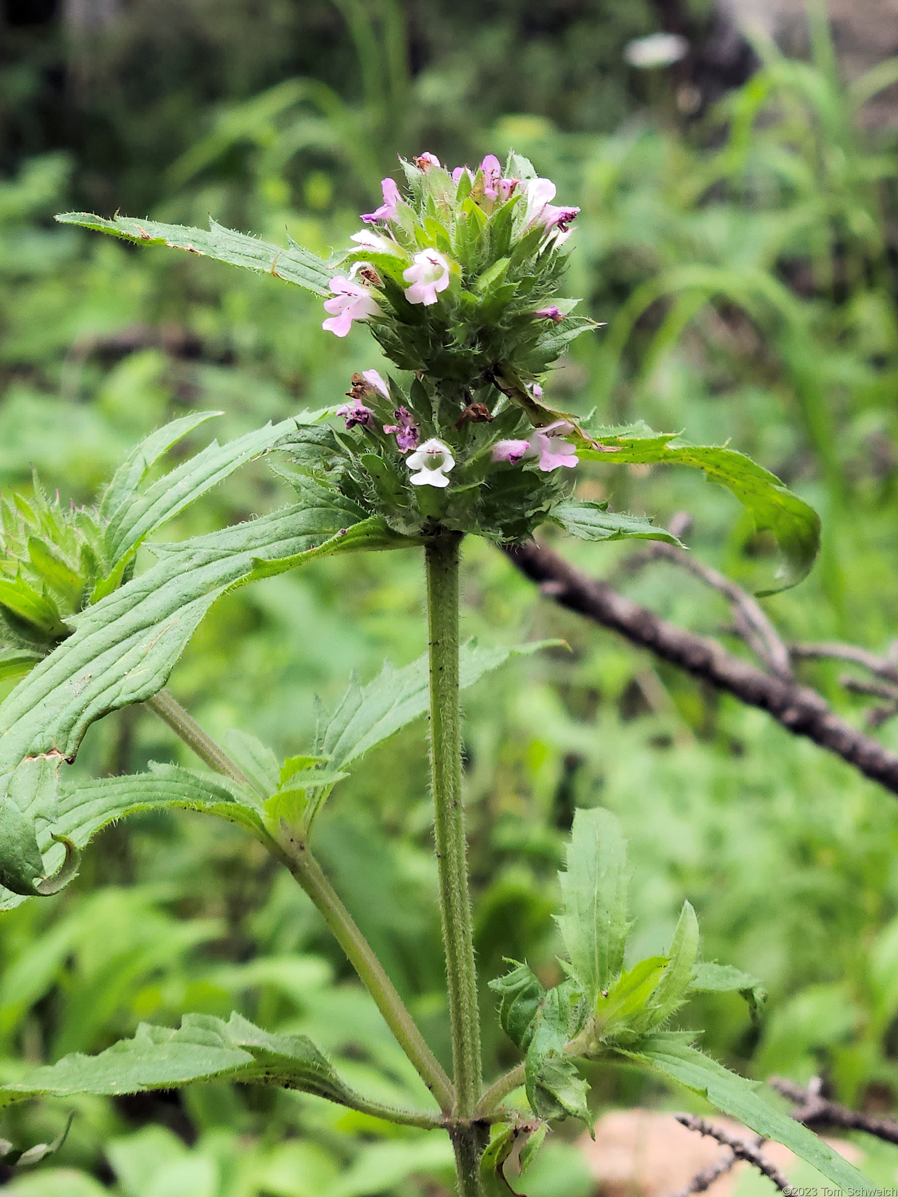 Lamiaceae Dracocephalum parviflorum