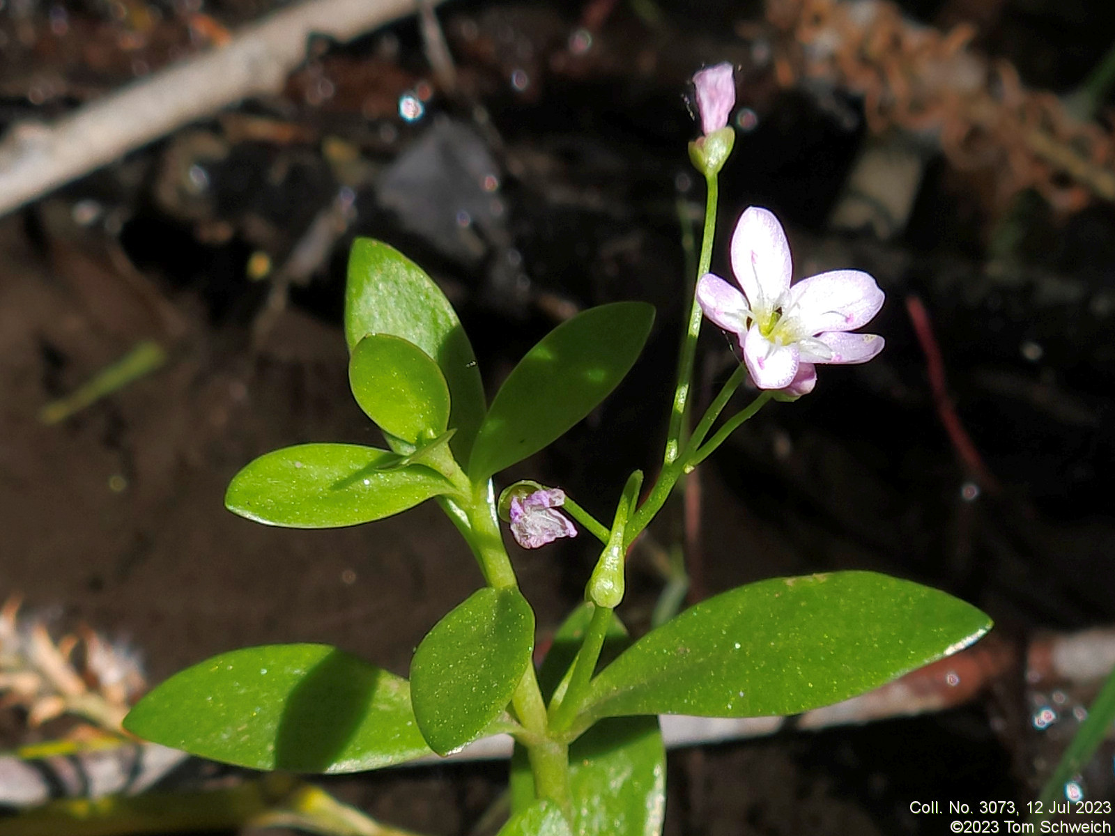 Montiaceae Montia chamissoi
