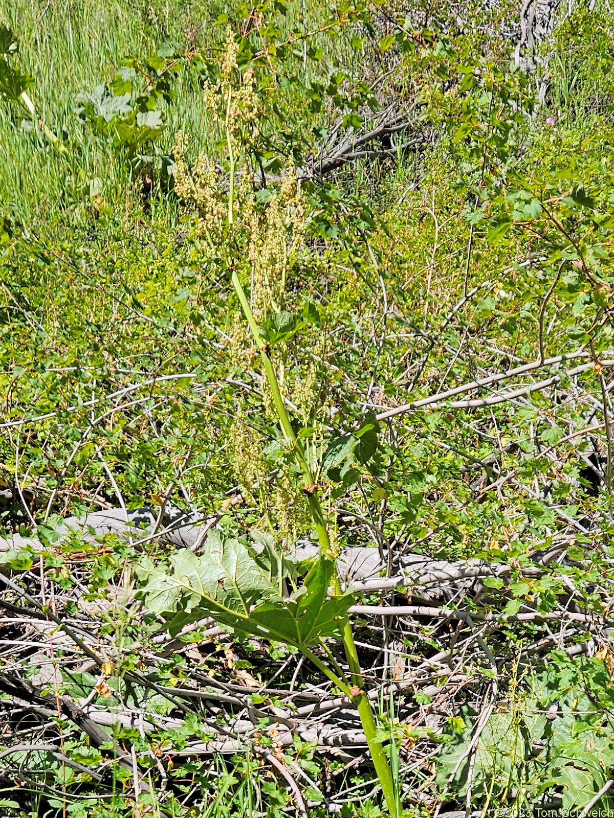 Polygonaceae Rheum � hybridum