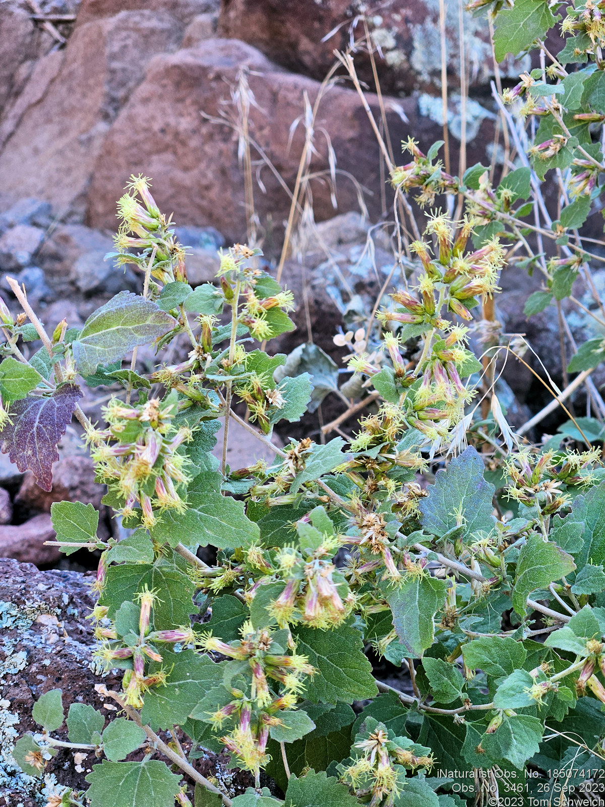 Asteraceae, Brickellia californica