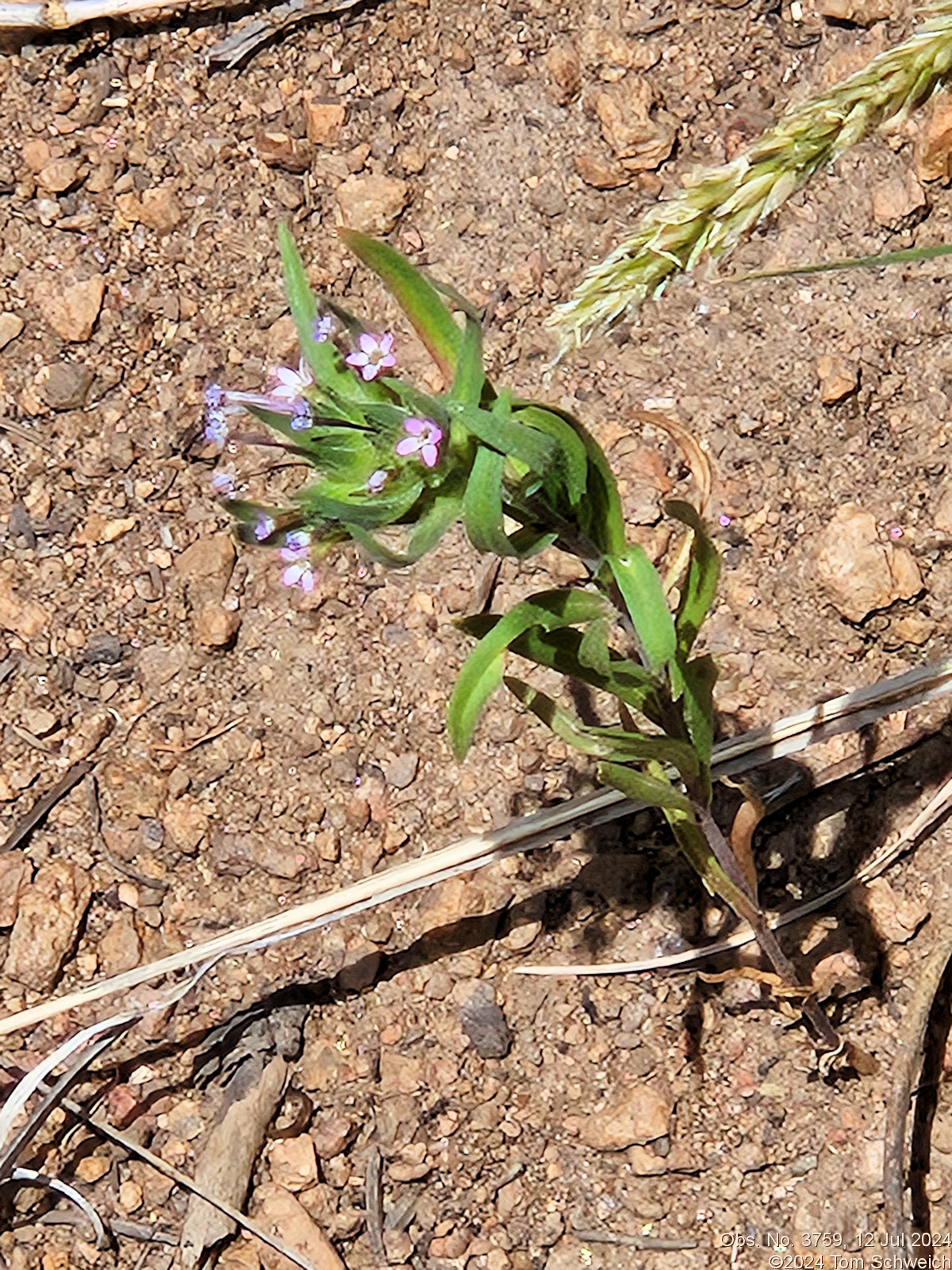 Polemoniaceae Collomia linearis