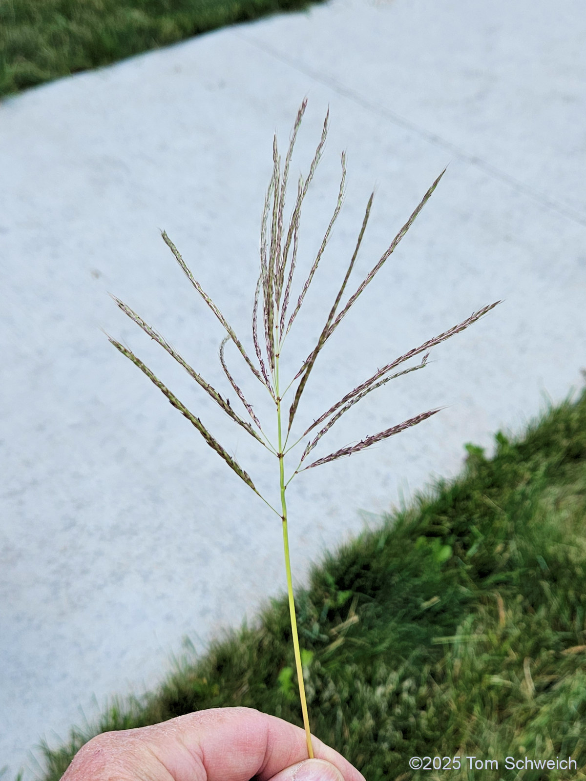 Poaceae Bothriochloa bladhii