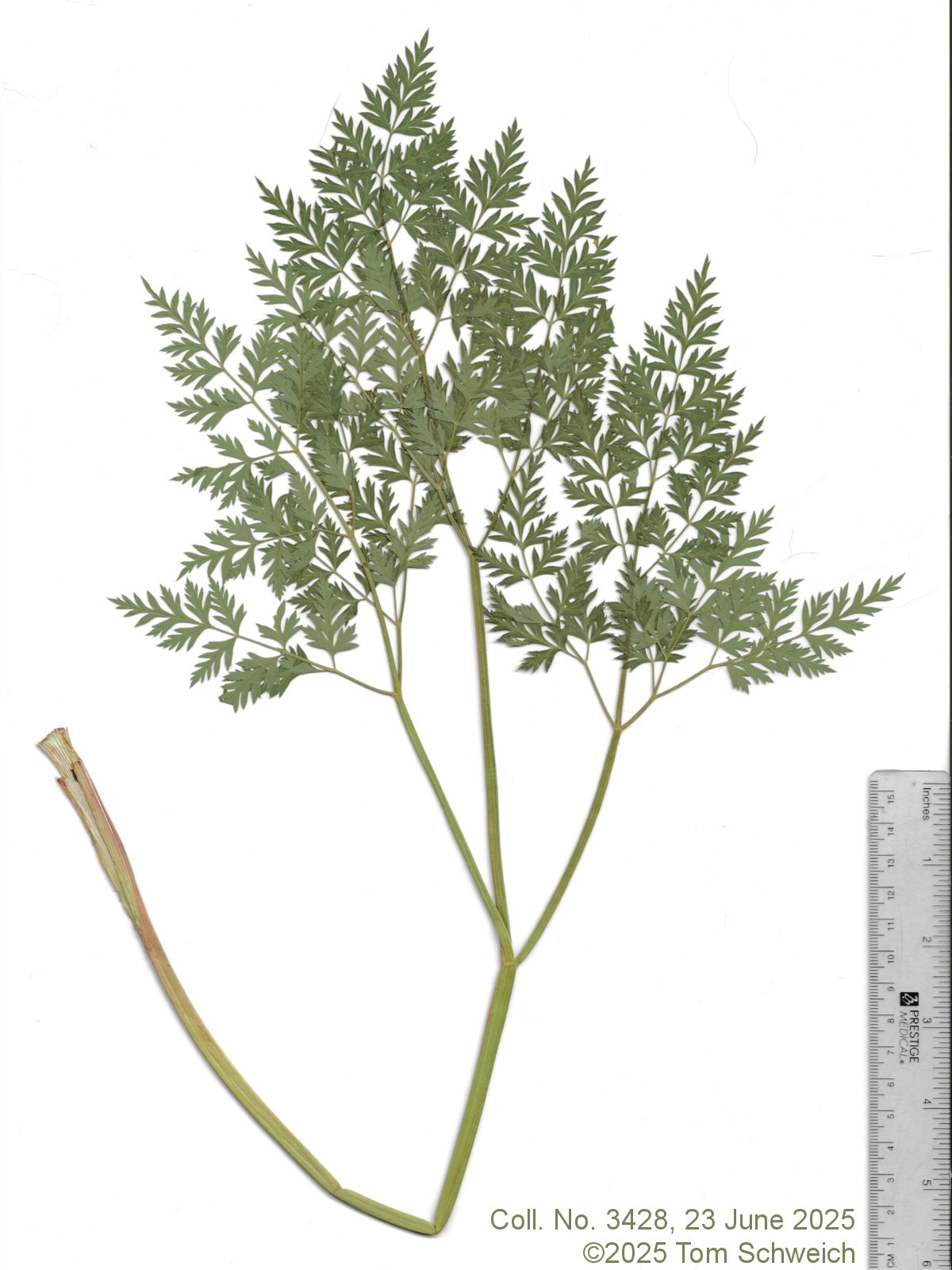 Apiaceae, Ligusticum porteri