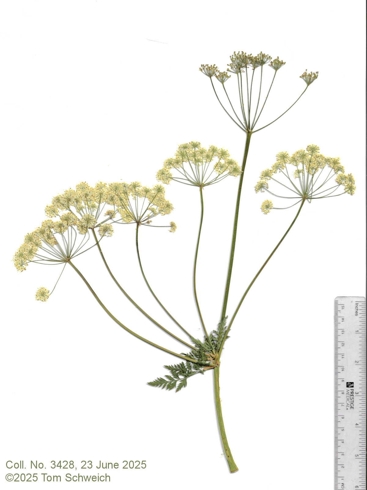 Apiaceae, Ligusticum porteri
