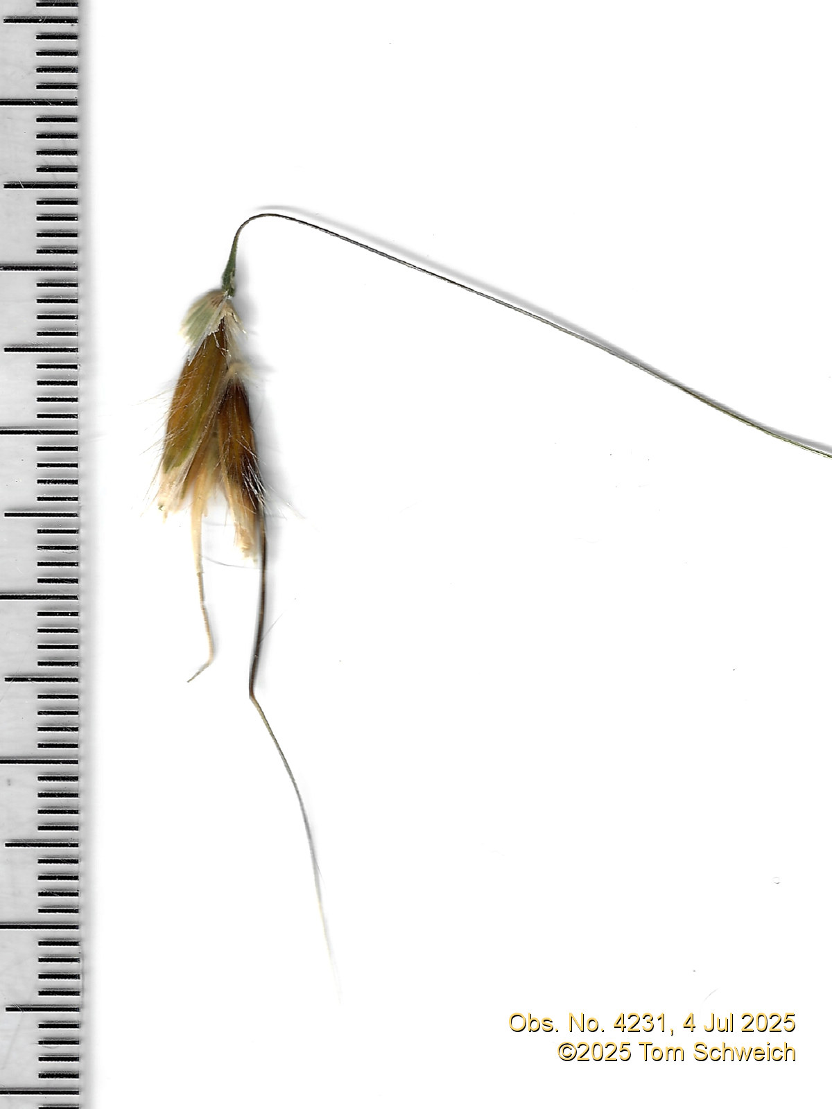 Poaceae, Avena fatua