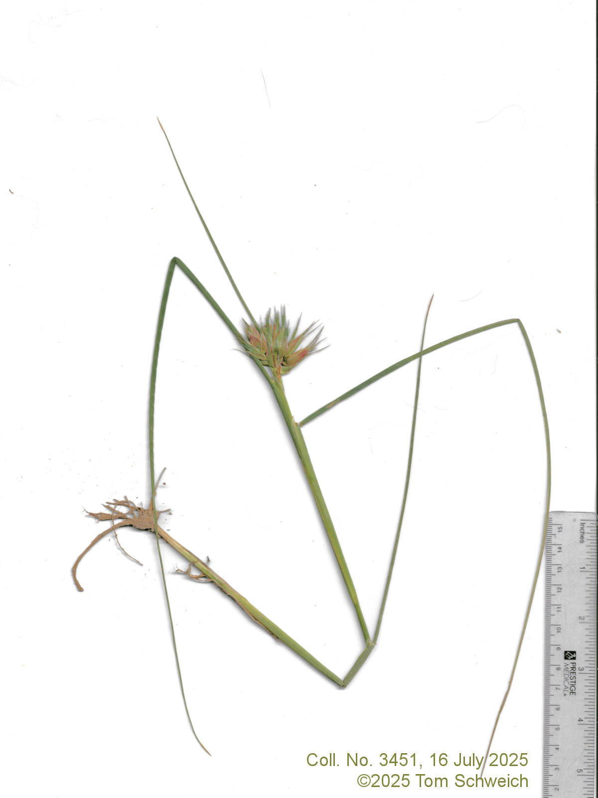 Juncaceae, Juncus torreyi