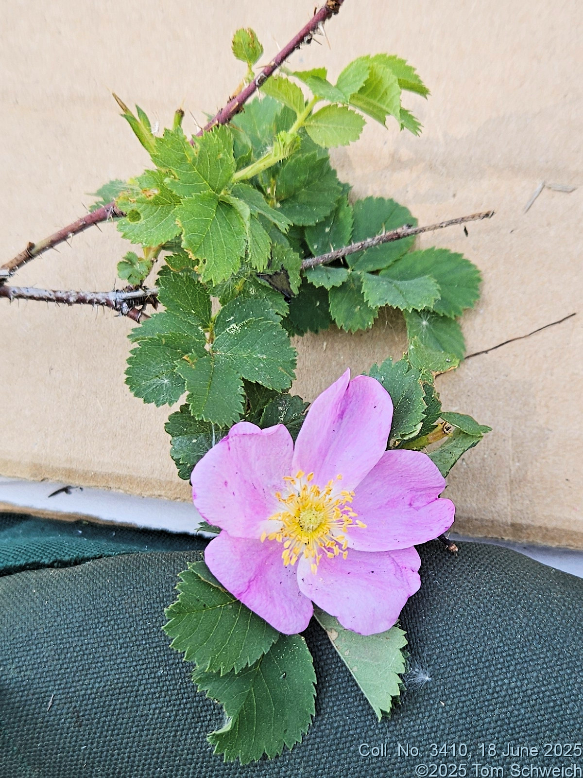 Rosaceae, Rosa arkansana