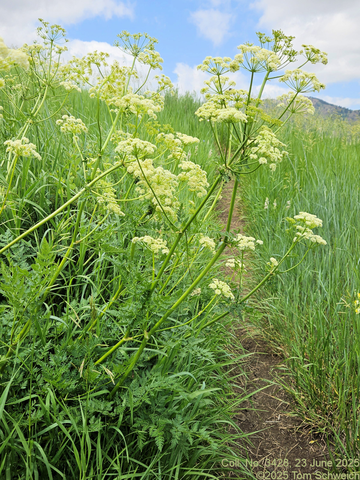 Apiaceae, Ligusticum porteri
