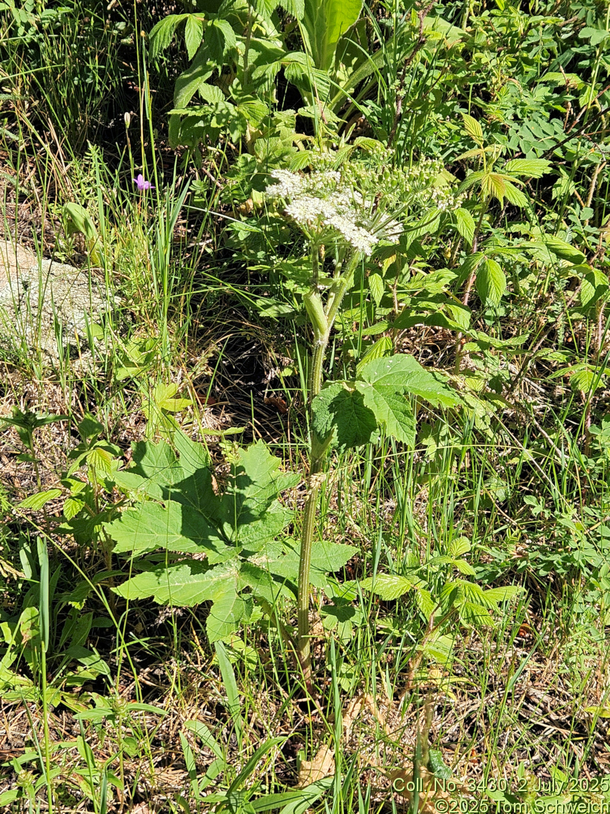 Apiaceae, Heracleum maximum