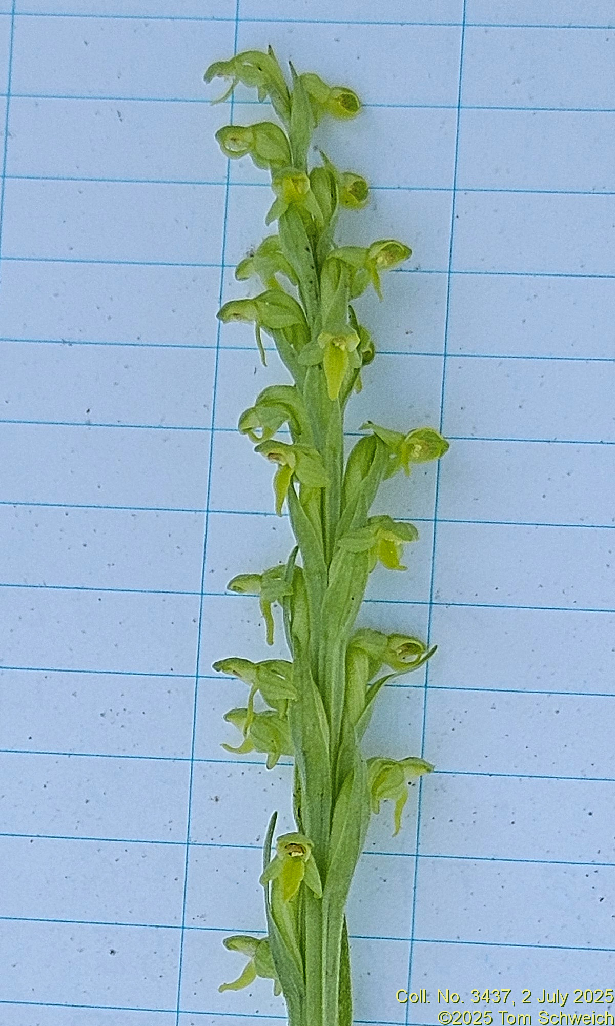 Orchidaceae, Platanthera