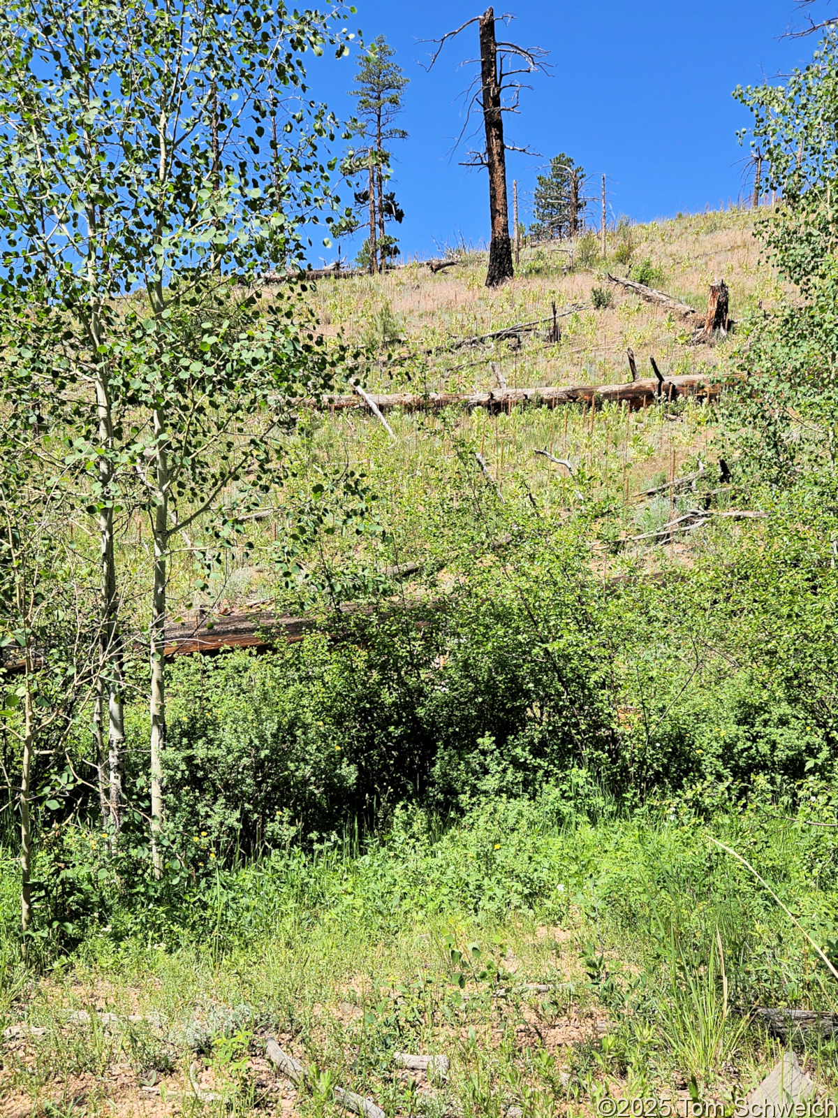 Colorado, Jefferson County, North Twin Creek