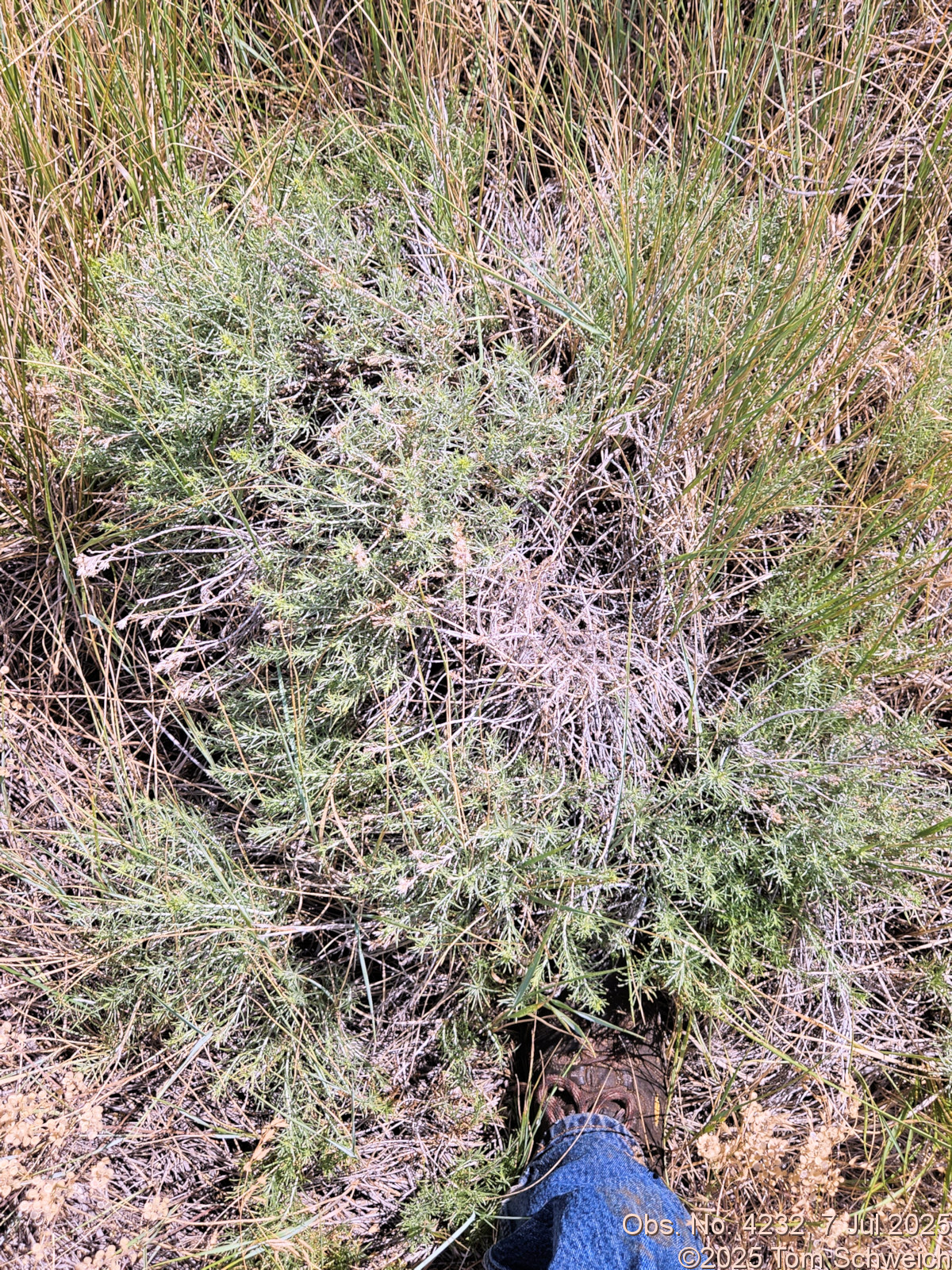 Asteraceae, Ericameria nauseosa nauseosa