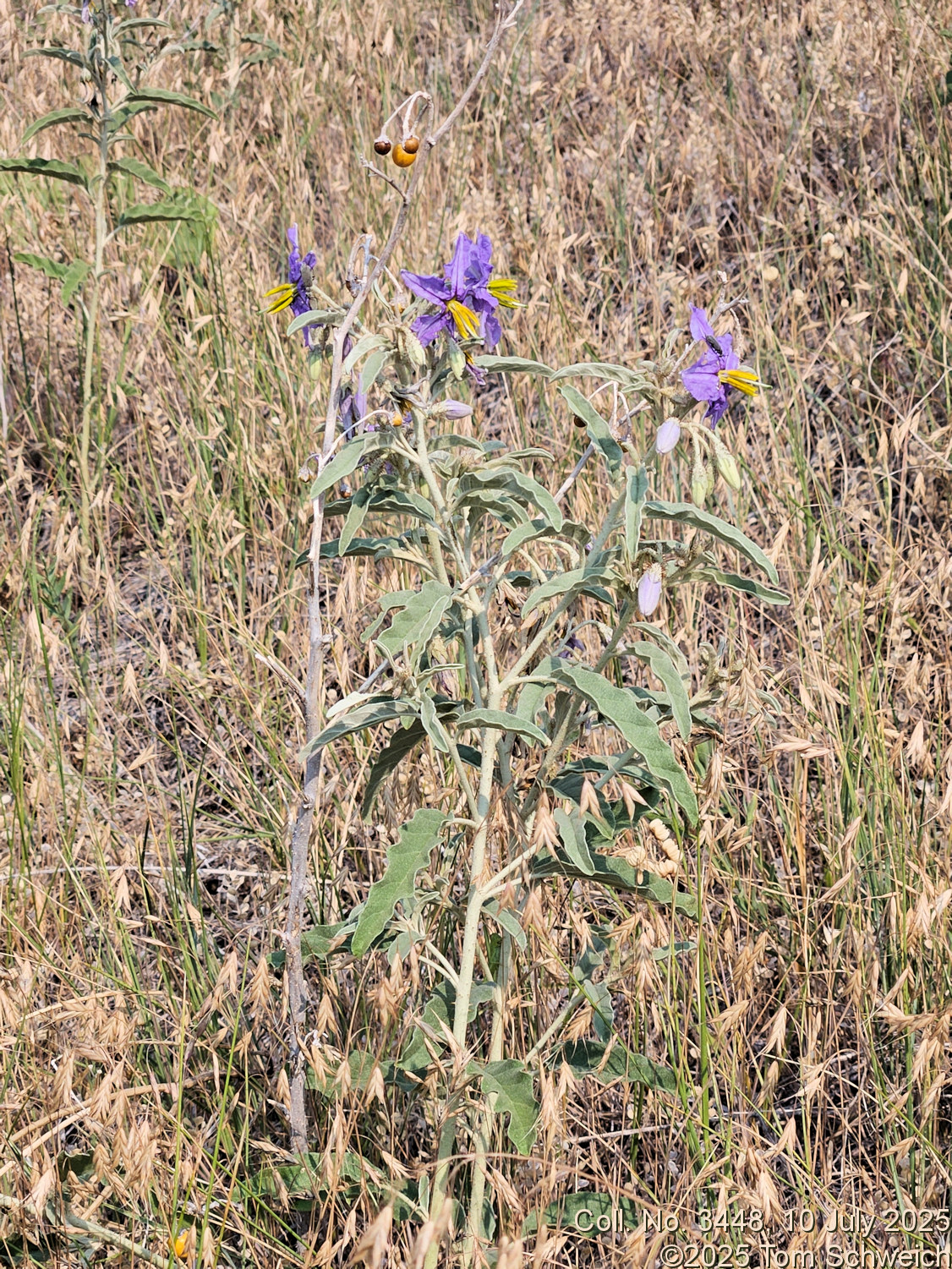Solanaceae Solanum elaeagnifolium