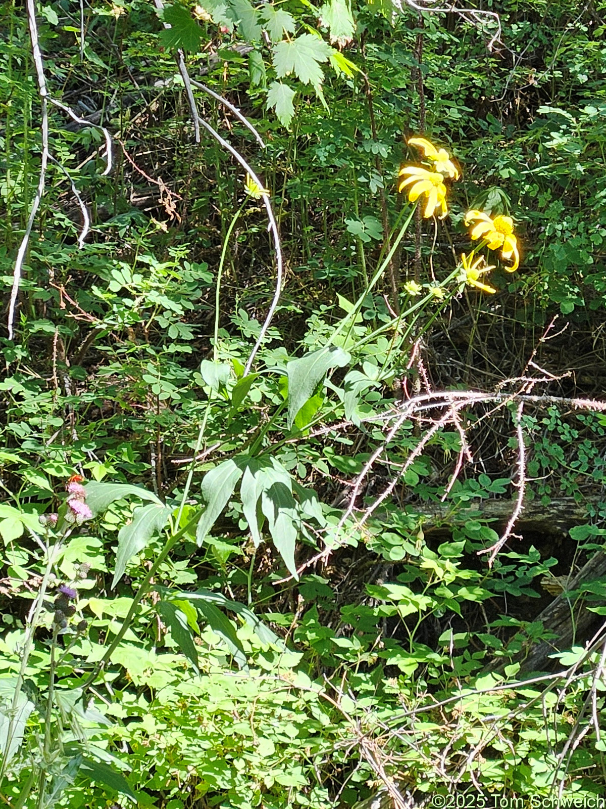 Asteraceae, Rudbeckia laciniata ampla