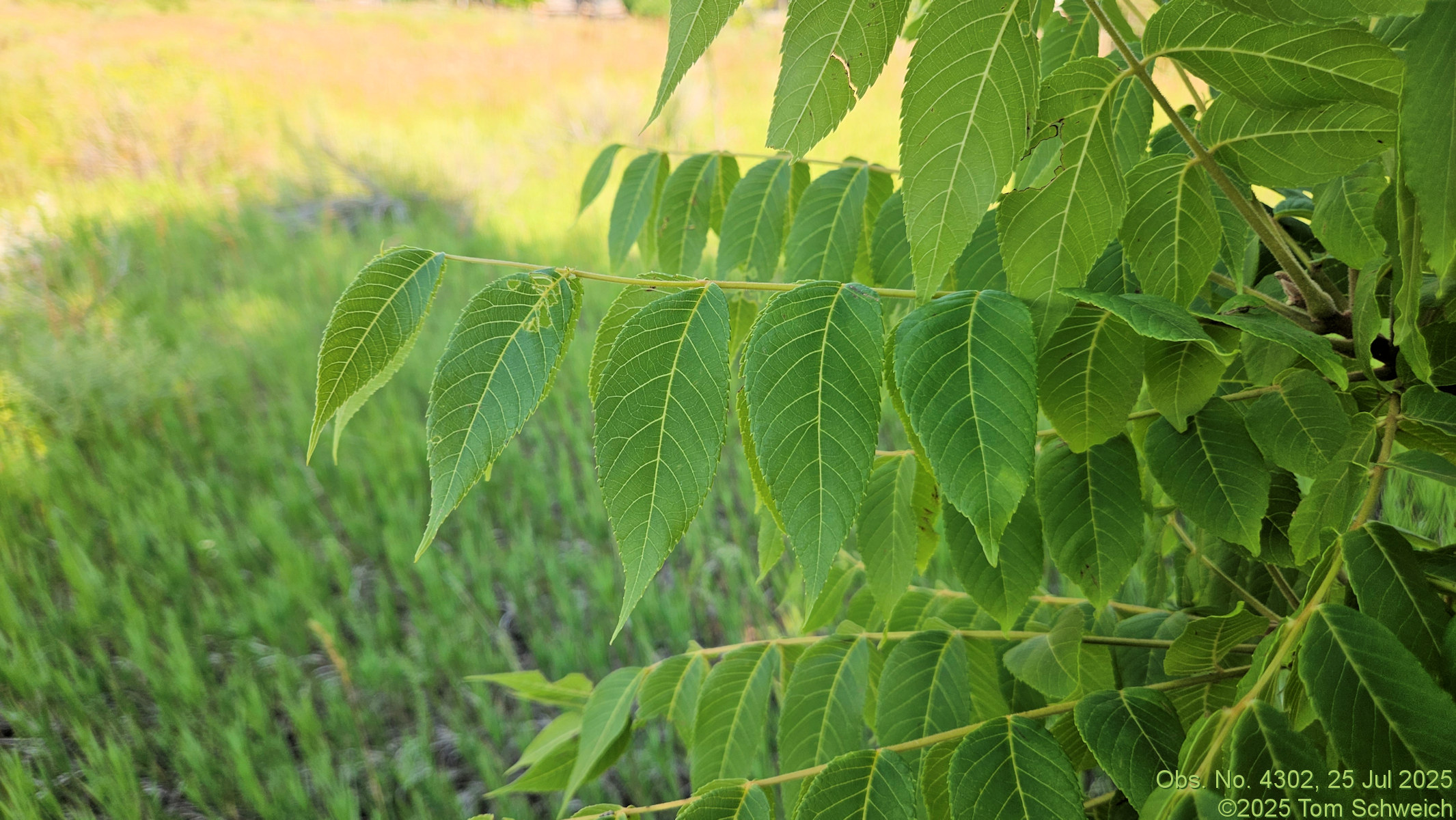 Juglandaceae, Juglans nigra