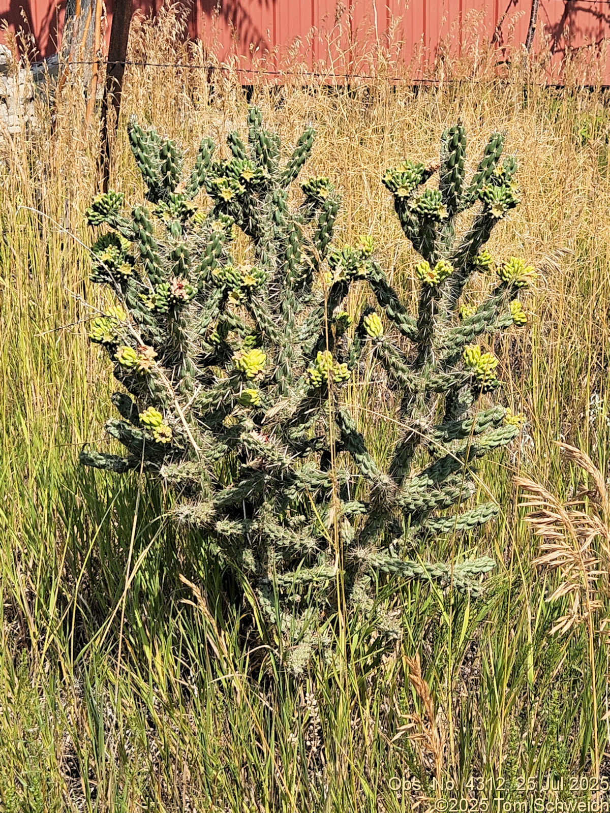 Cactaceae, Cylindropuntia imbricata