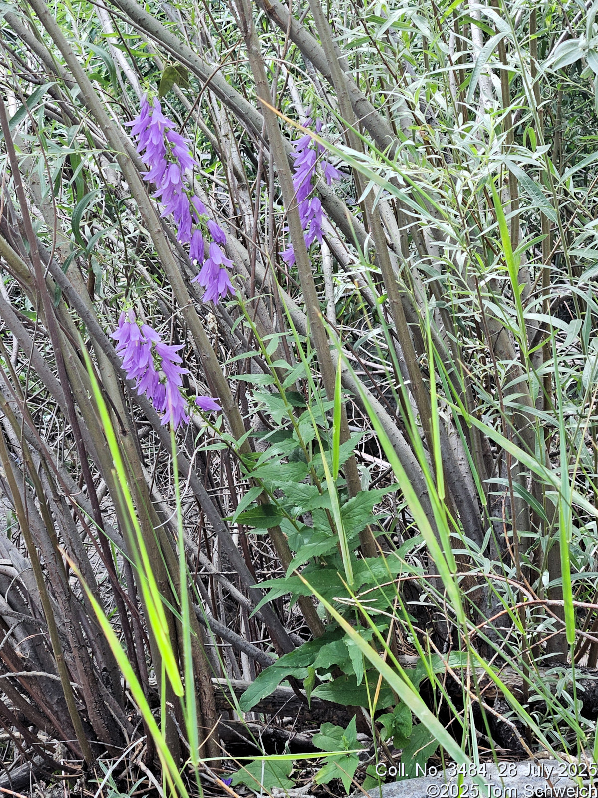 Campanulaceae, Campanula rapunculoides