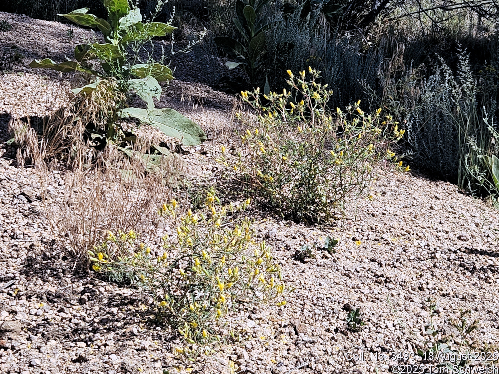 Loasaceae, Mentzelia speciosa