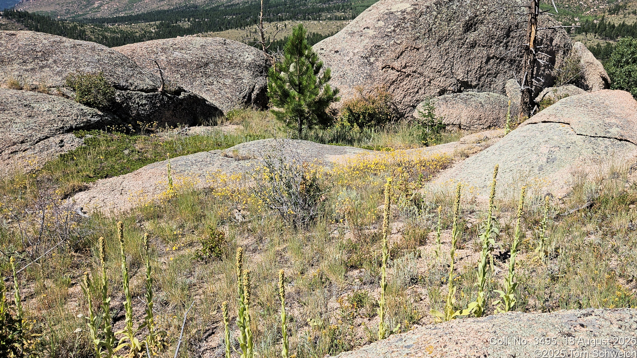 Asteraceae, Hymenothrix dissecta