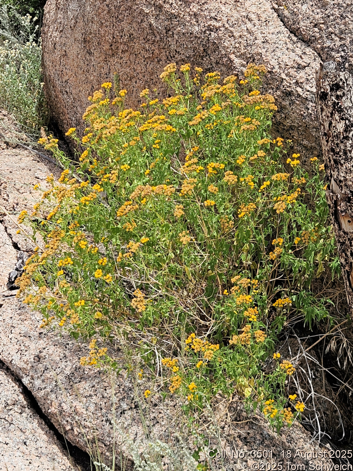 Asteraceae, Pericome caudata