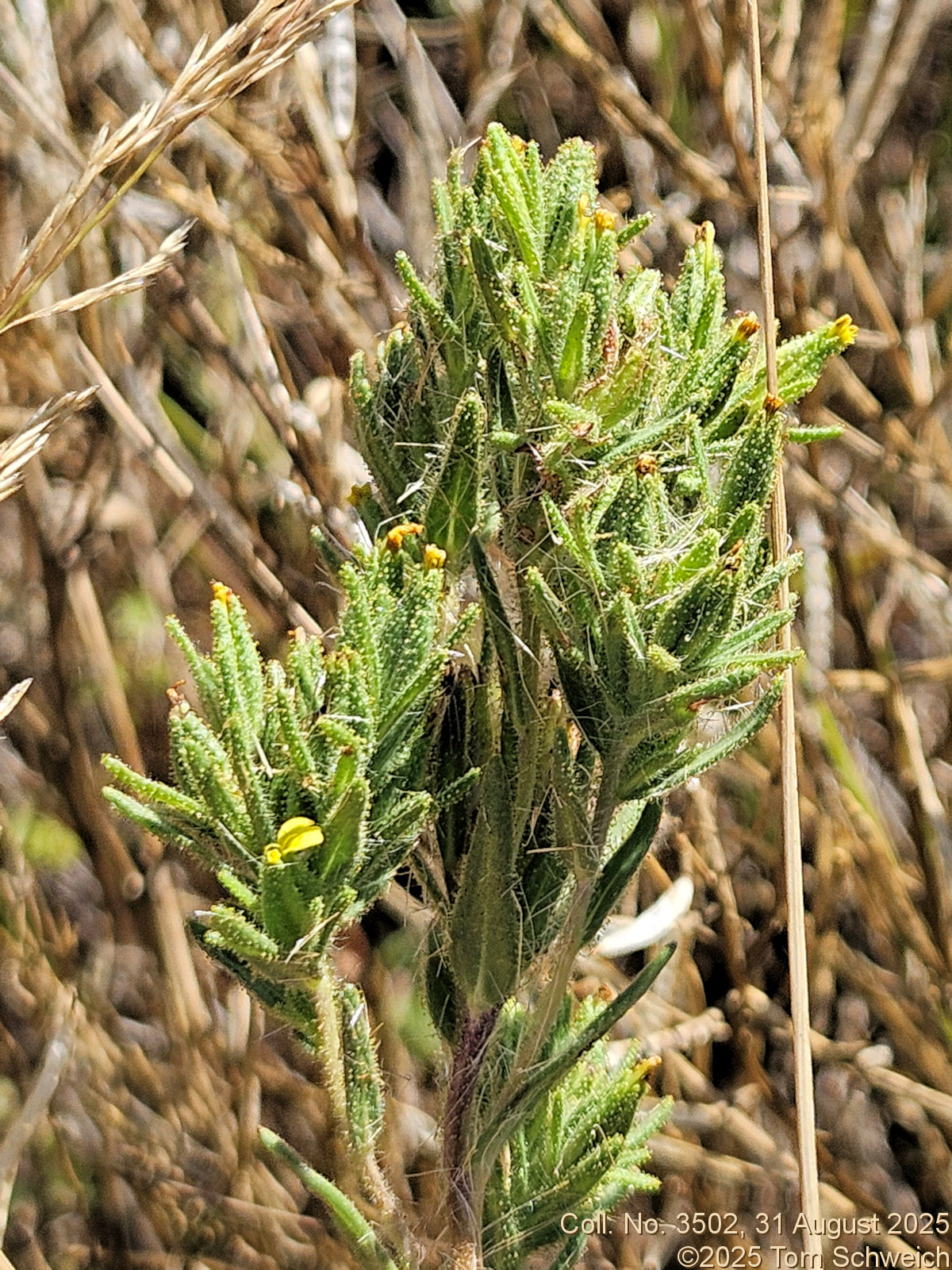 Asteraceae, Madia glomerata