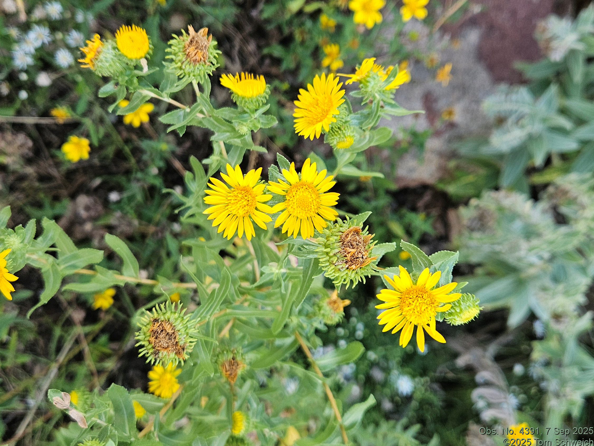 Asteraceae, Grindelia squarrosa