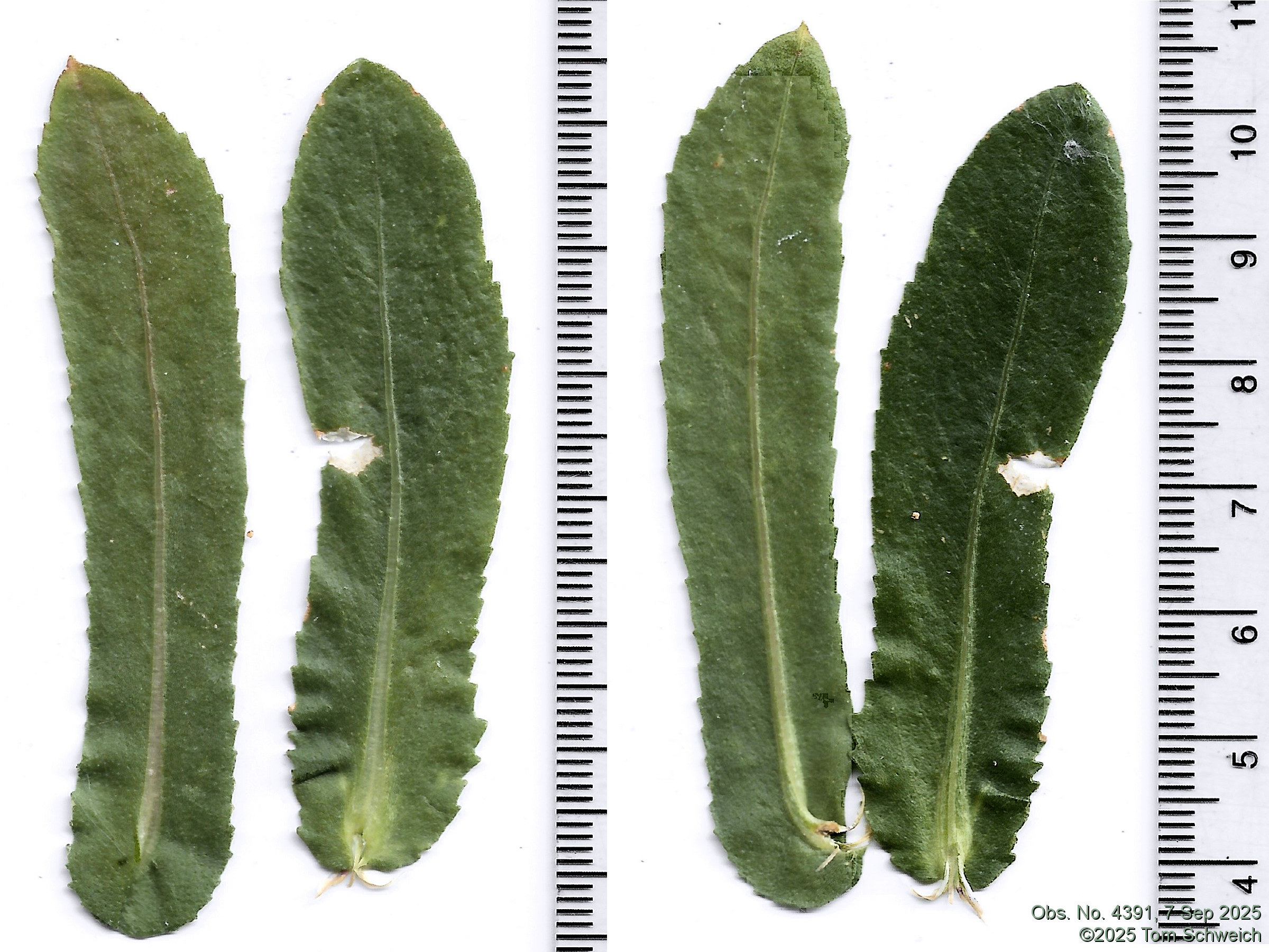 Asteraceae, Grindelia squarrosa