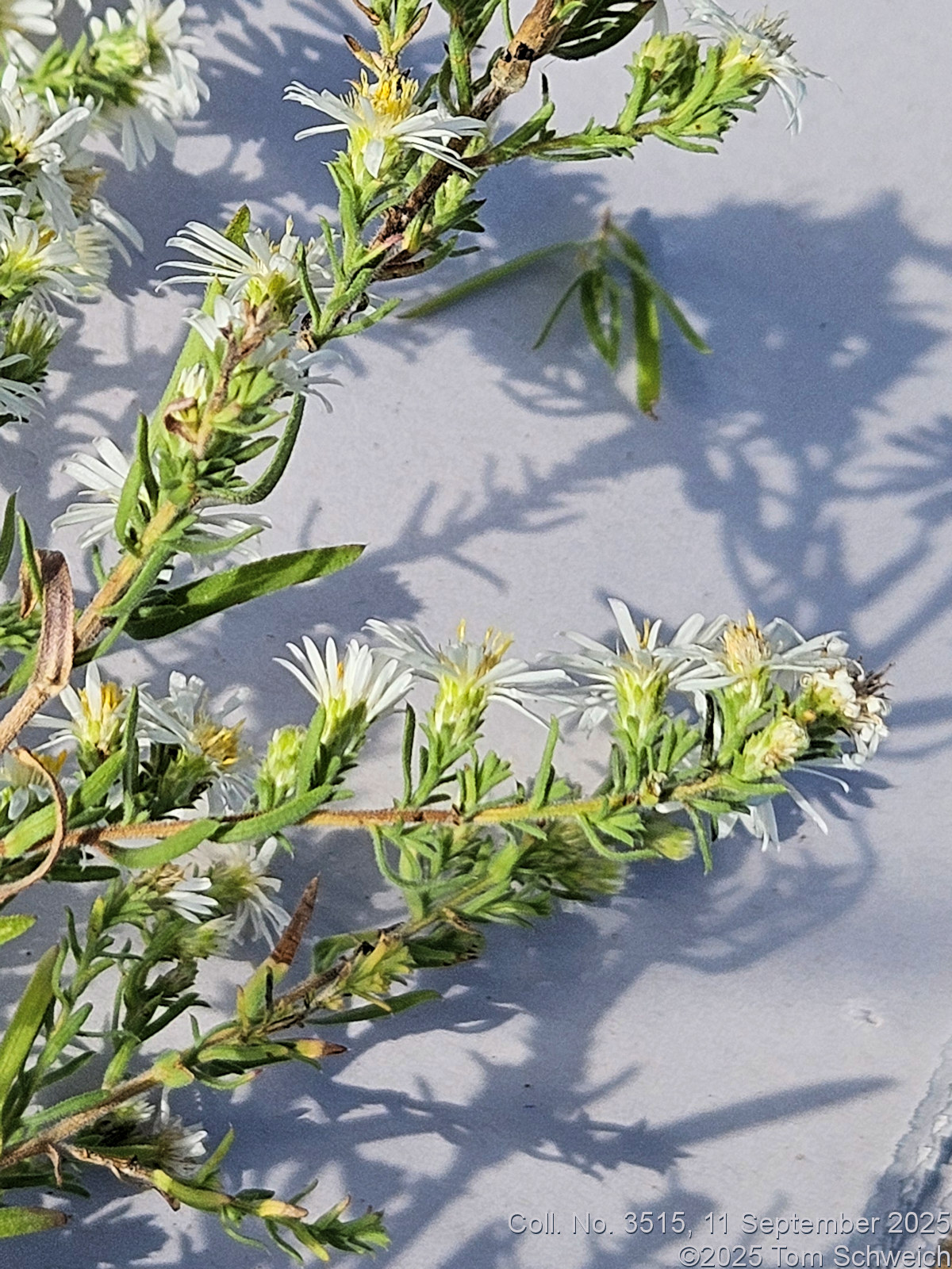 Asteraeae, Symphyotrichum ericoides