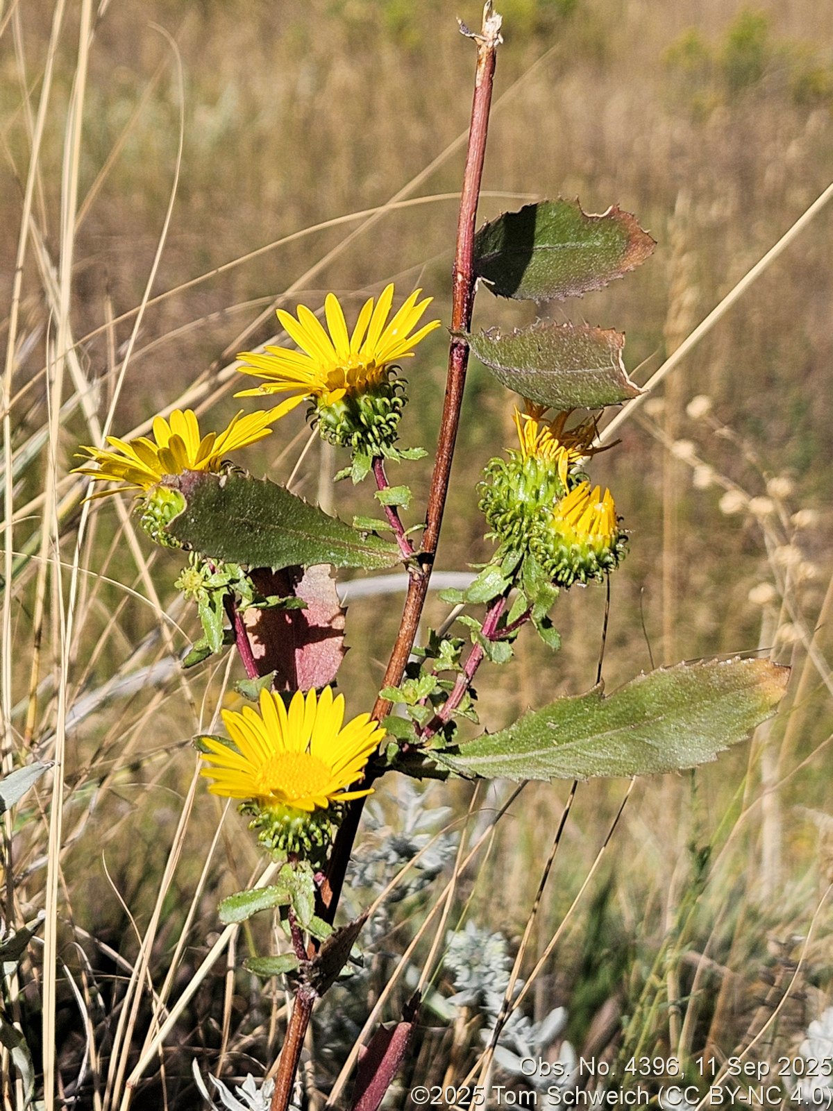 Asteraceae, Grindelia subalpina