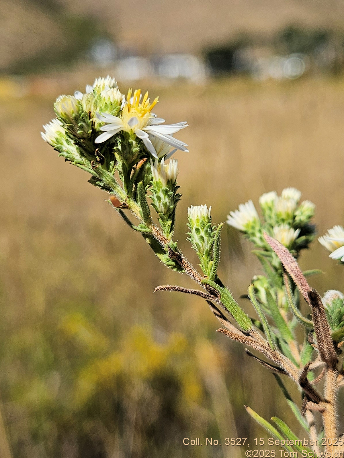 Asteraceae, Symphyotrichum ericoides