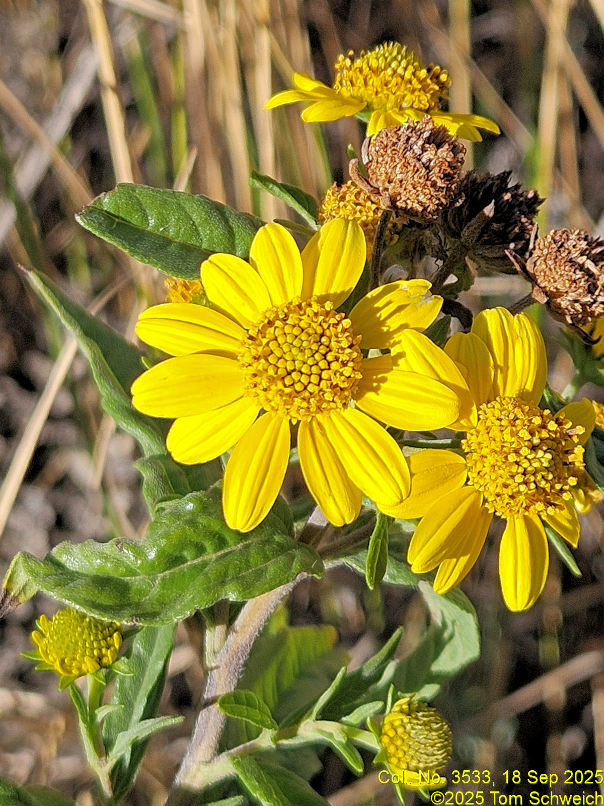 Asteraceae, Heliomeris multiflora