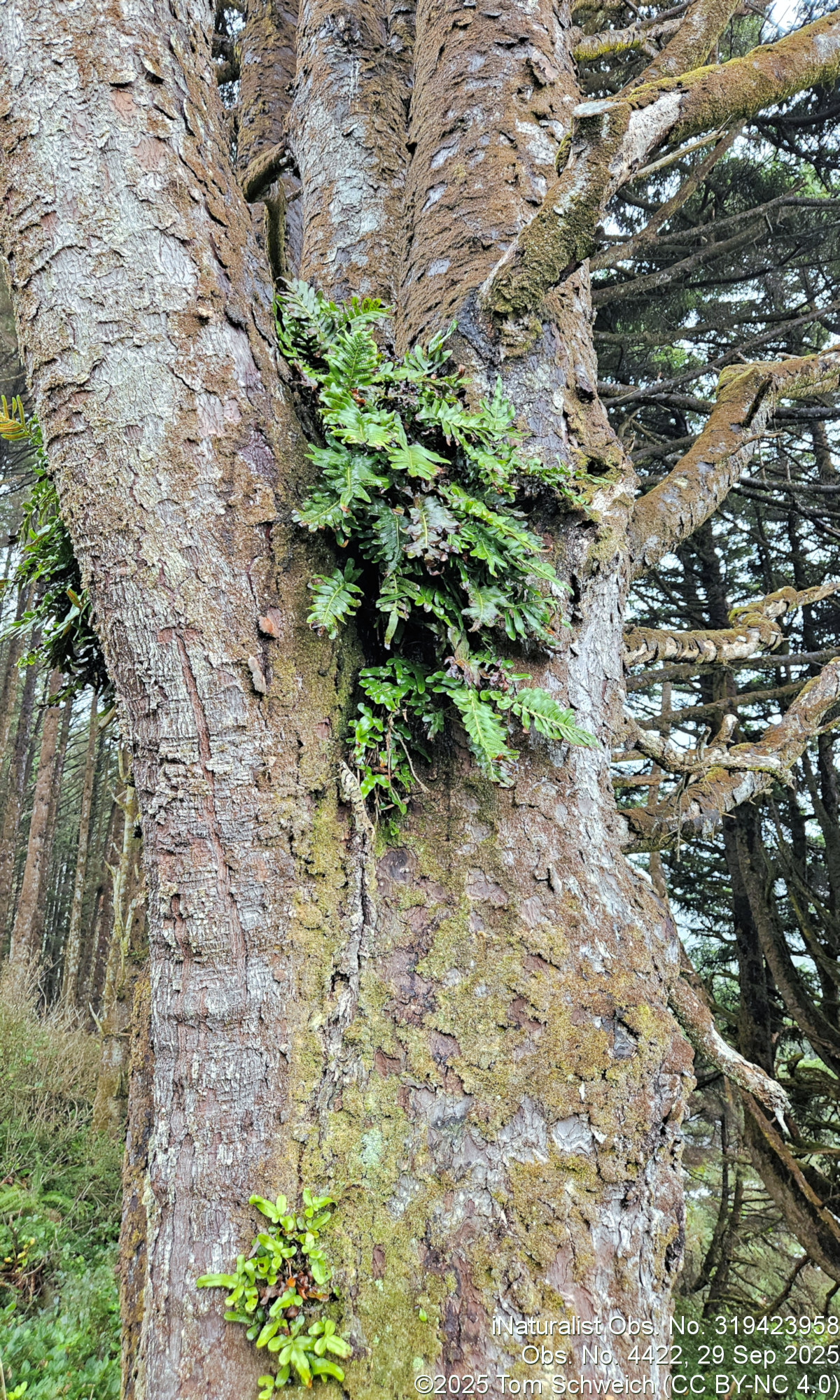 Polypodiaceae, Polypodium scouleri