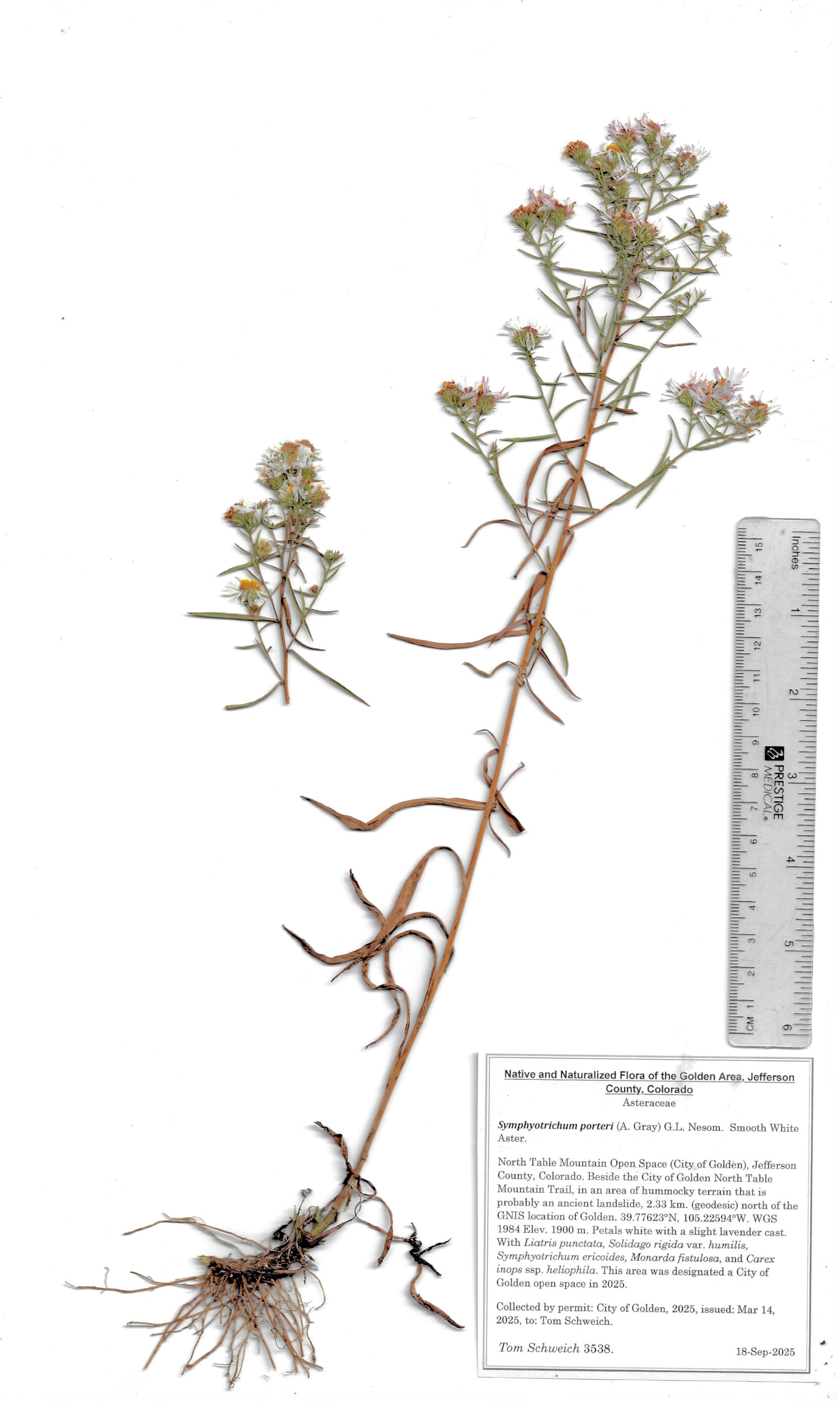 Asteraceae, Symphyotrichum porteri