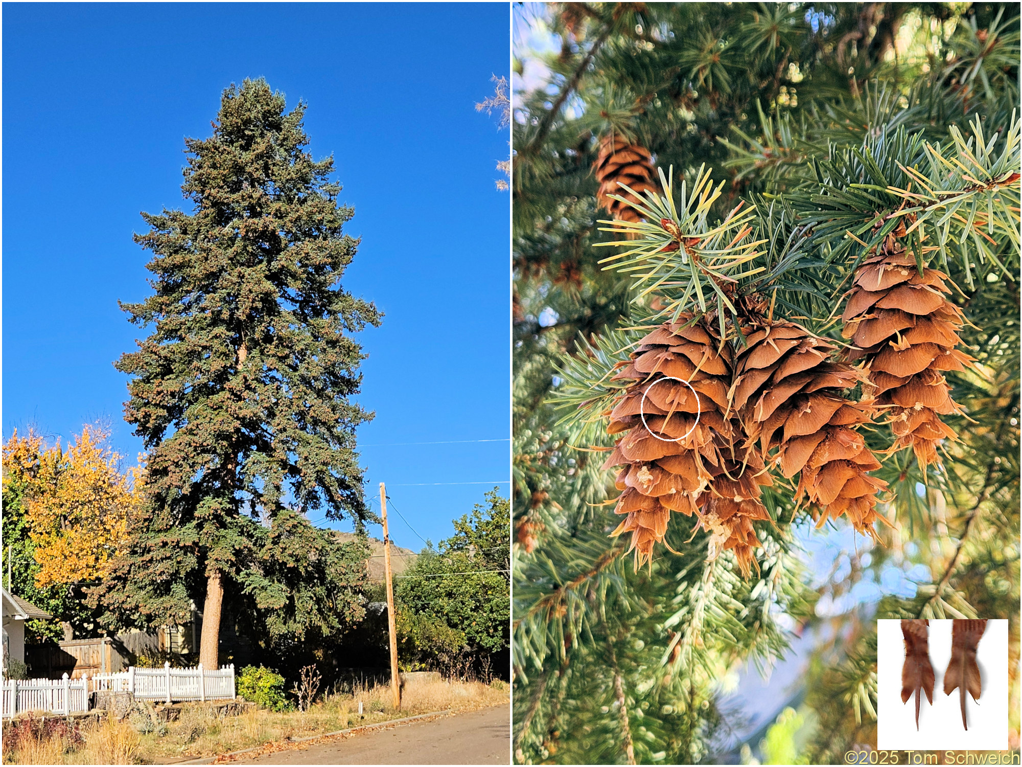 Pinaceae, Pseudotsuga menziesii