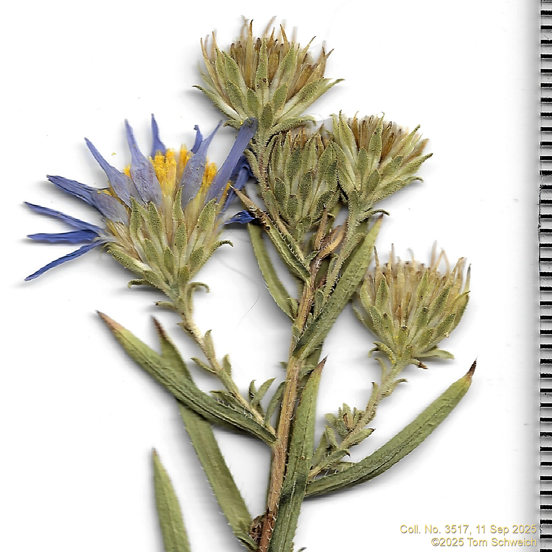 Asteraceae, Symphyotrichum fendleri