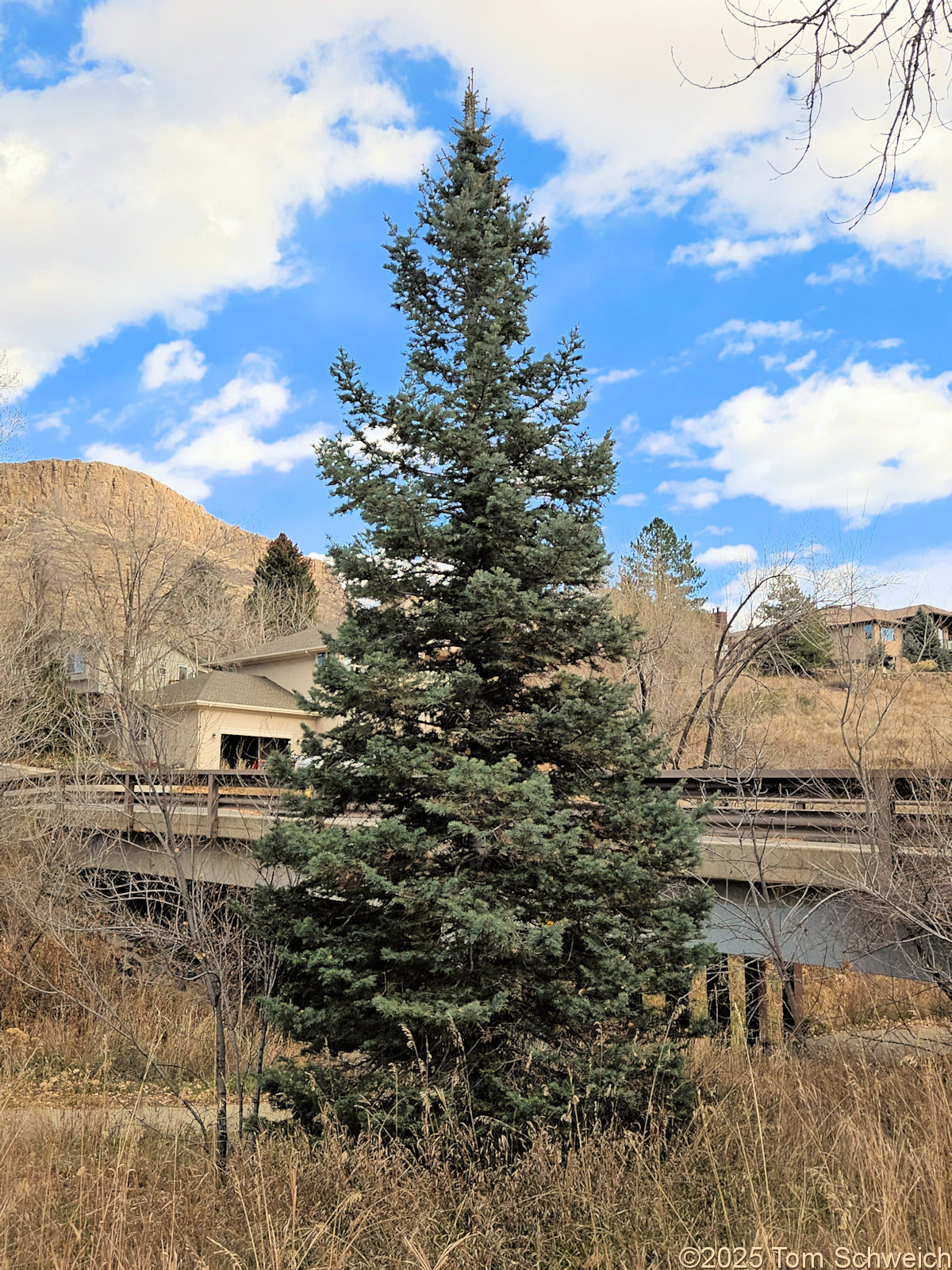 Pinaceae, Abies concolor
