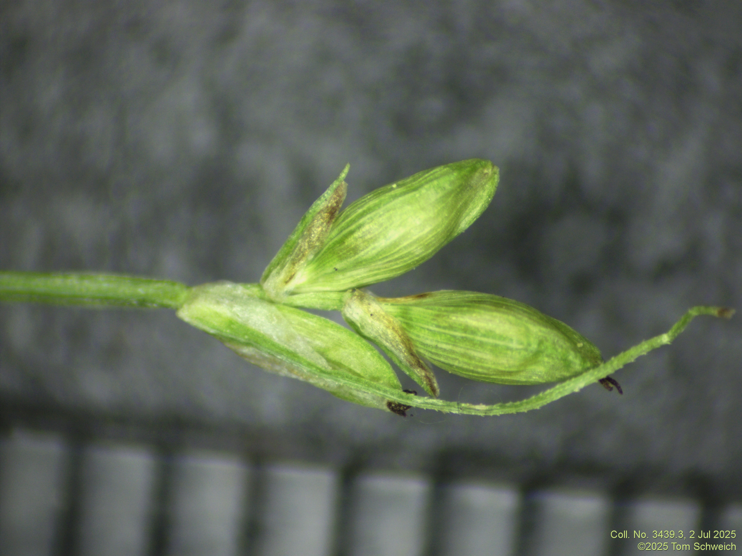 Cyperaceae, Carex leptalea