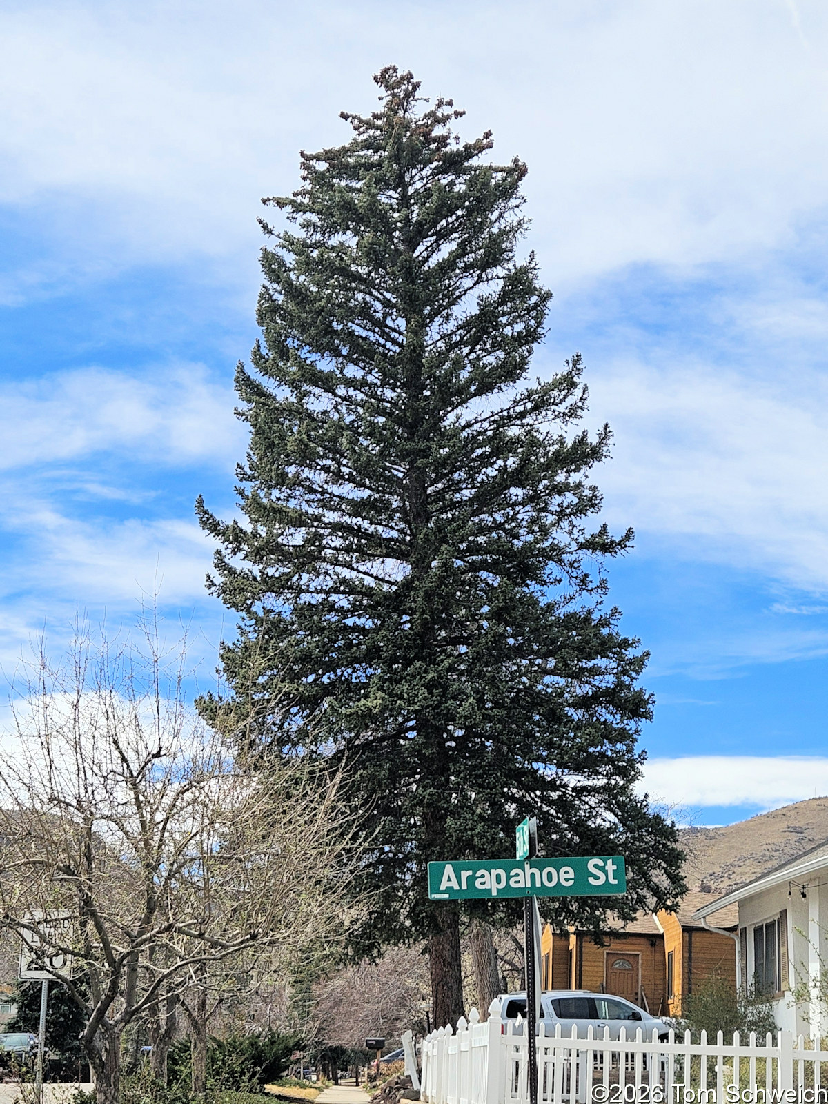 Pinaceae, Picea pungens