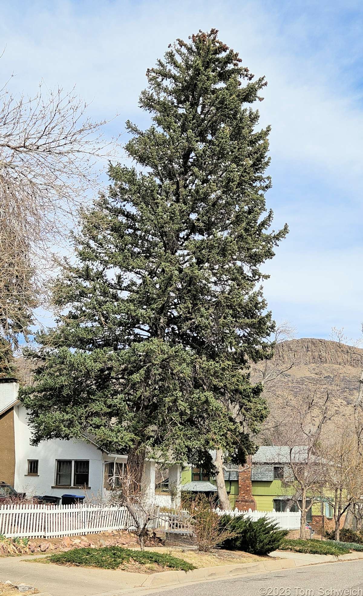 Pinaceae, Picea pungens