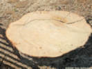 Full Size Image
