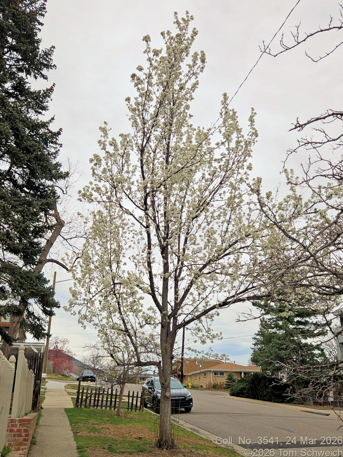 Rosaceae, Pyrus calleryana