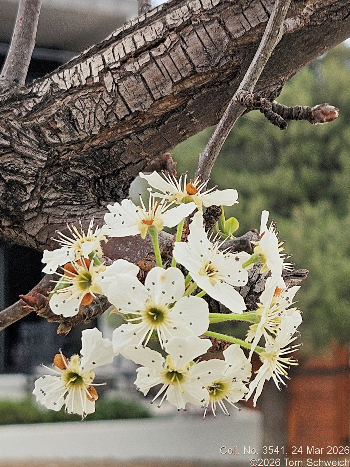 Rosaceae, Pyrus calleryana