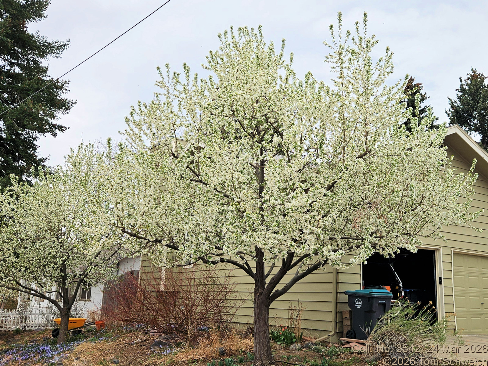 Rosaceae, Malus sp.