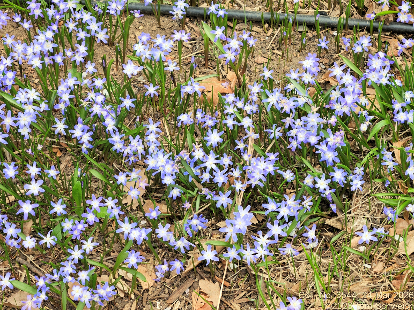 Asparagaceae, Scilla luciliae