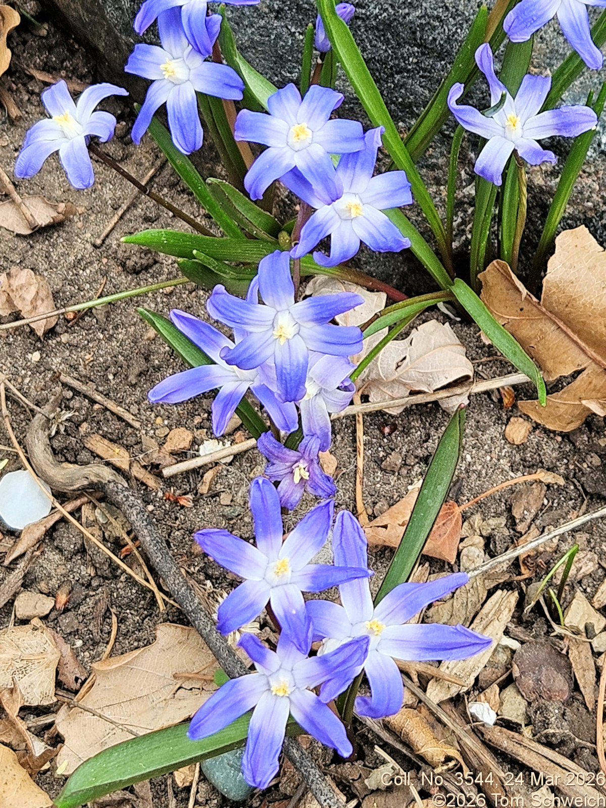 Asparagaceae, Scilla luciliae