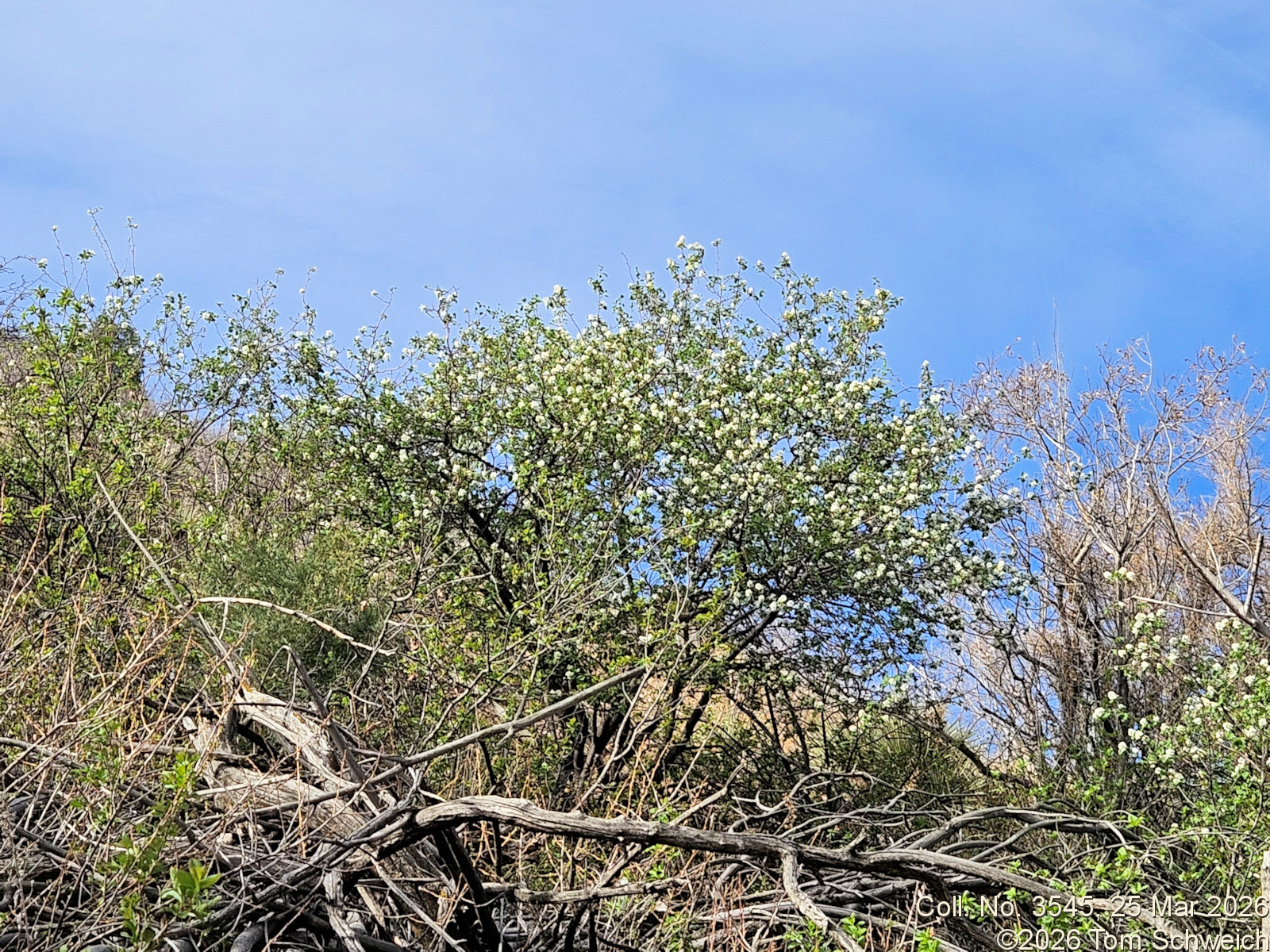Rosaceae, Amelanchier alnifolia
