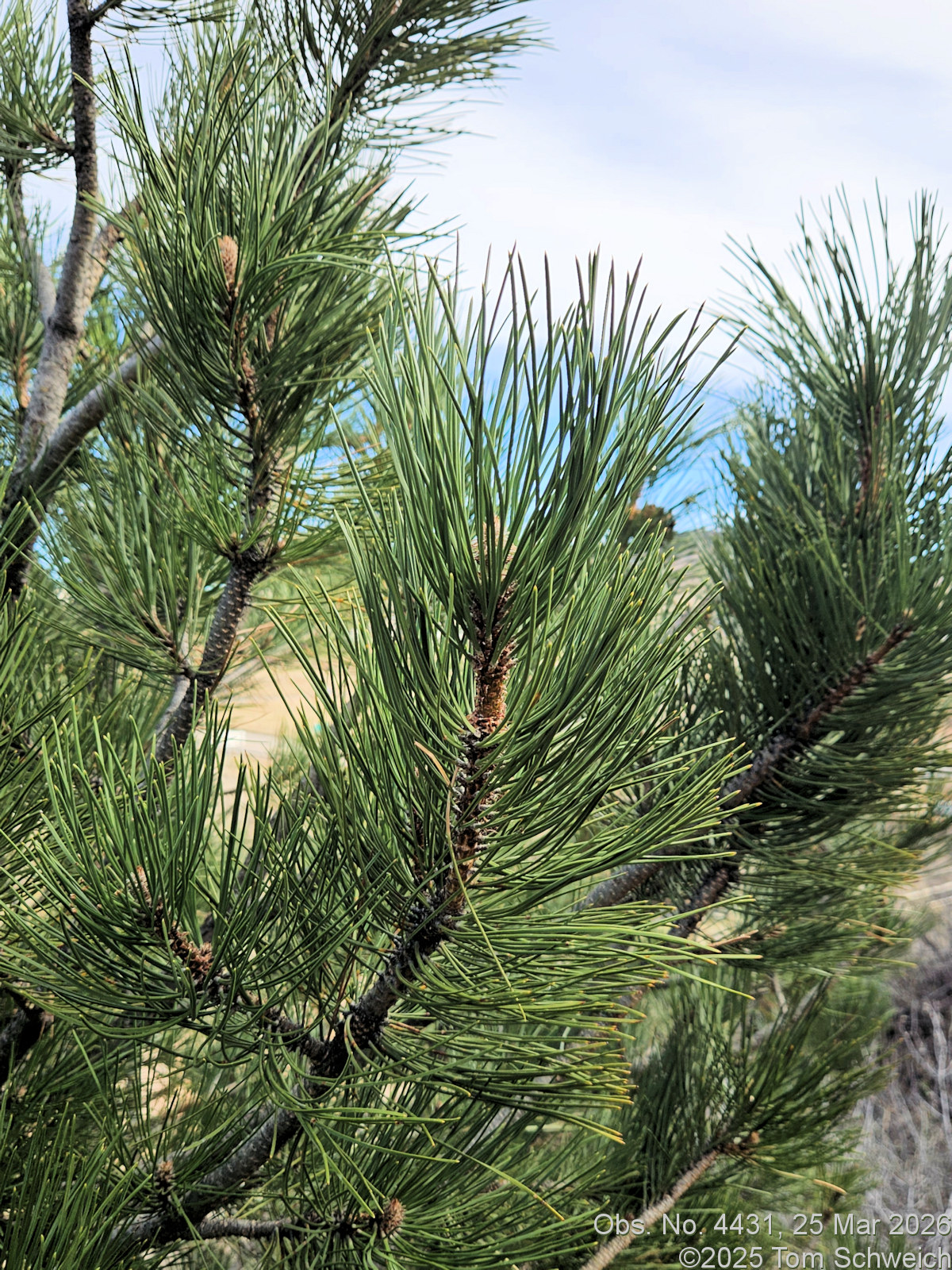 Pinaceae, Pinus ponderosa