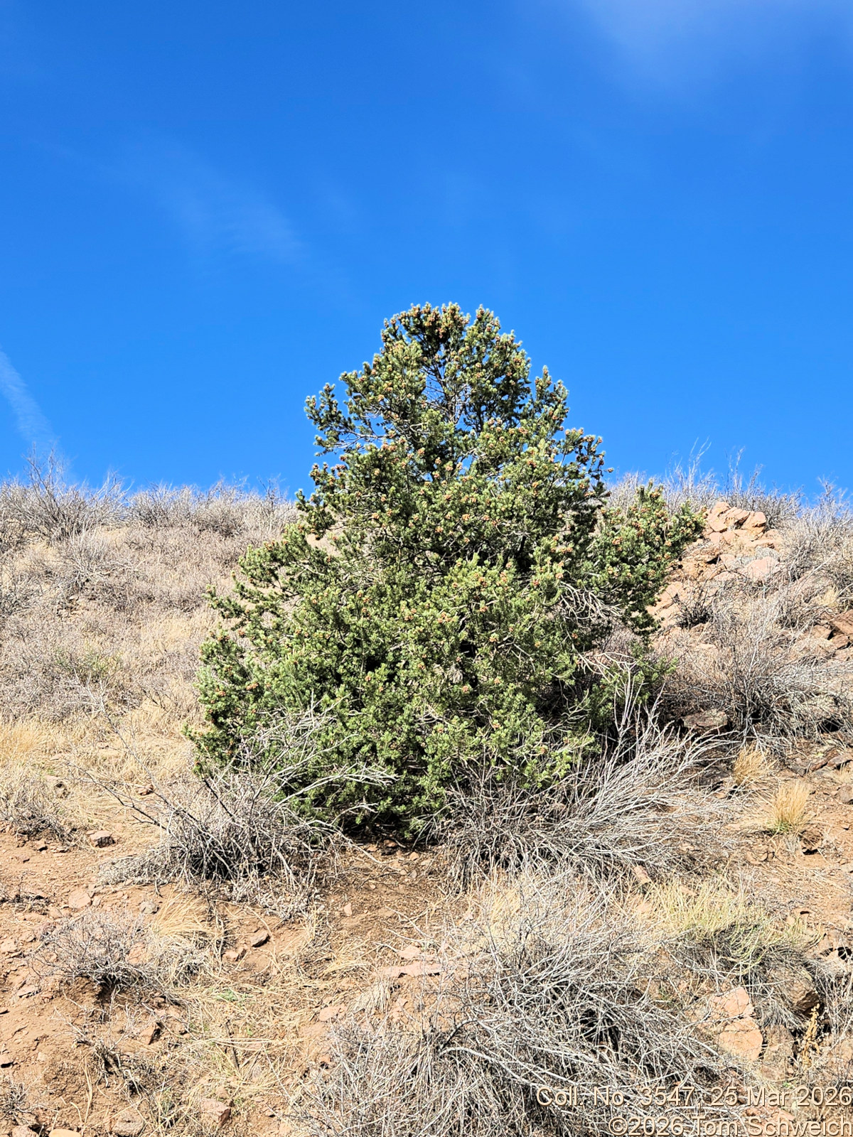 Pinaceae, Pinus edulis