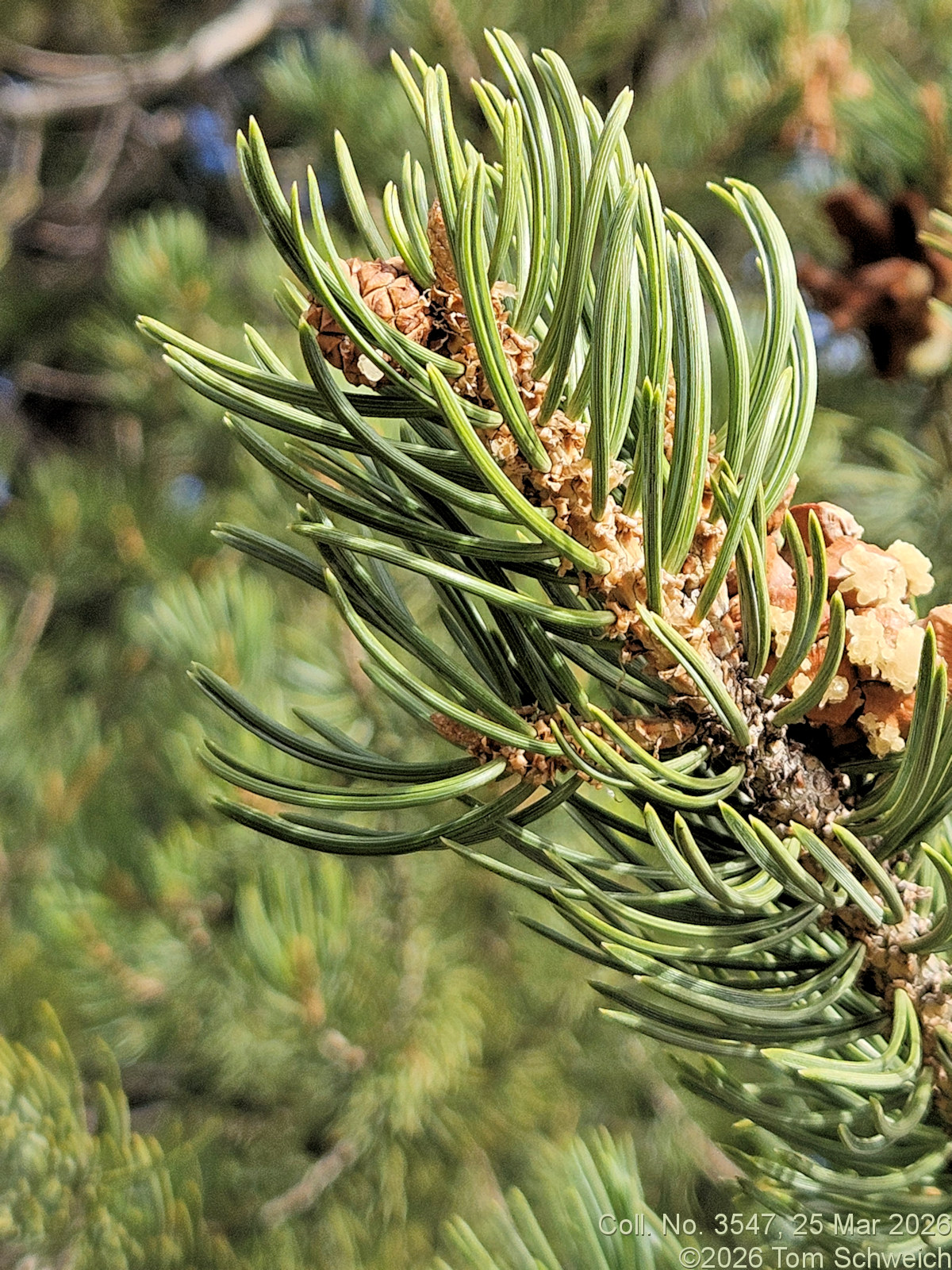 Pinaceae, Pinus edulis